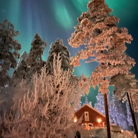 Northern lights above frosted forest near Rovaniemi